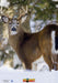 NICE TARGET DEER QUARTERING AWAY LEFT BUCKS  TARGET