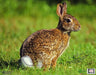 NICE TARGET RABBIT ARCHERY TARGET PLASTIC SHEET 11"X 14