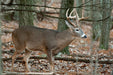 NICE TARGET DEER BROADSIDE RIGHT BUCK TARGET PLASTIC SHEET 28"X 40