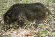 NICE TARGET WILDBOAR BL TARGET PLASTIC SHEET 28"X 40
