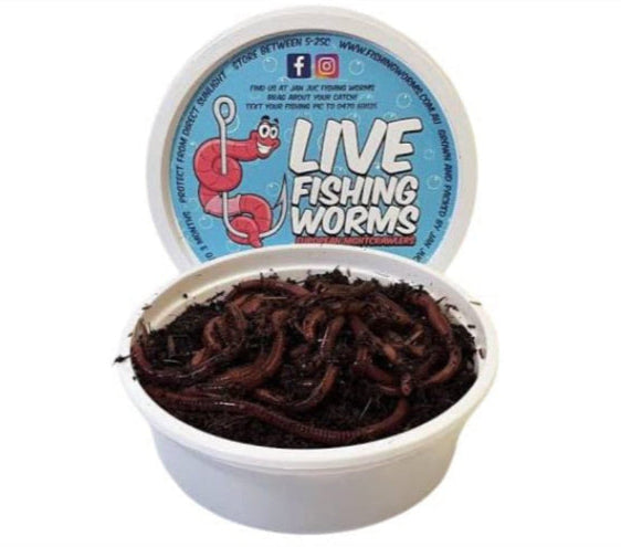 JAN JUC FISHING WORMS 20/TUB